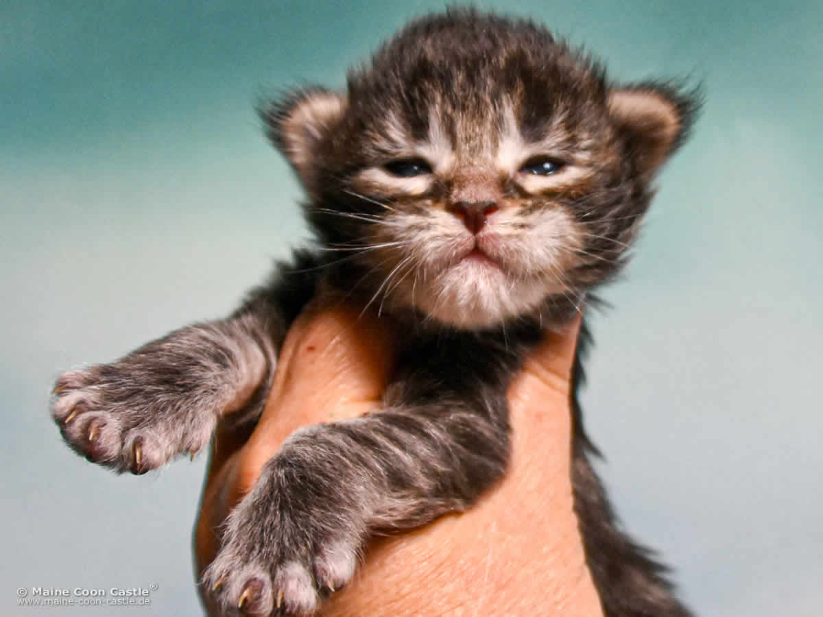 B4 Blake 2 Wochen alt, 332 g Maine Coon Katzenbaby B4 Blake 2 Wochen alt