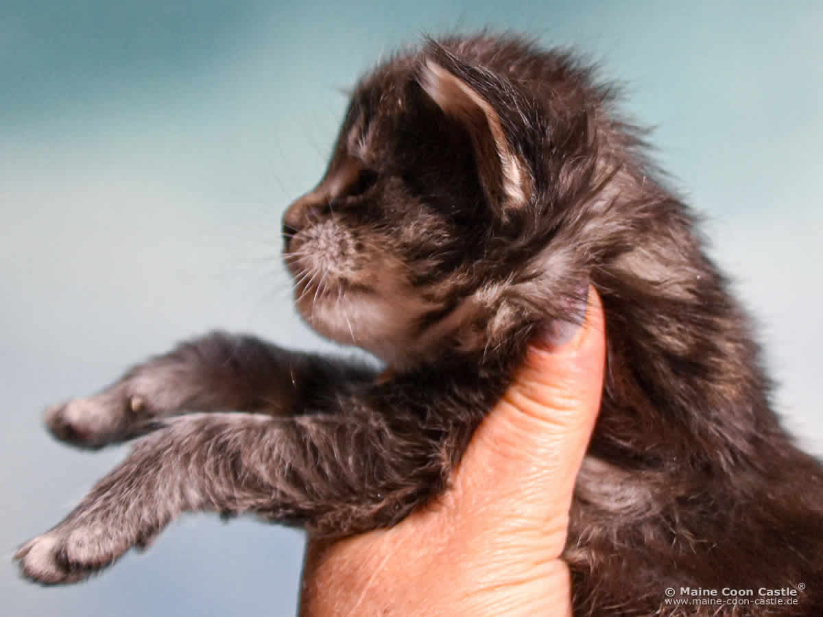 B4 Blake 3 Wochen alt, 456 g Maine Coon Katzenbaby B4 Blake 3 Wochen alt