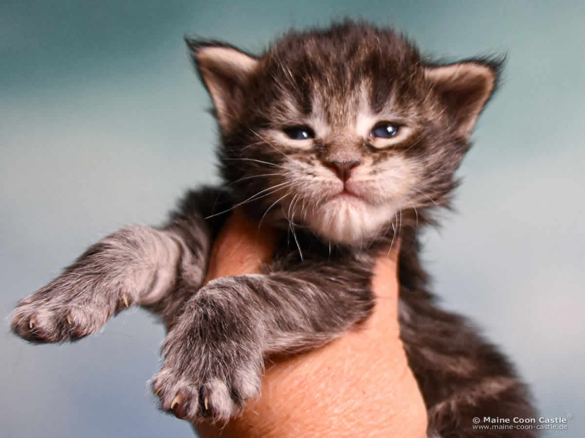 B4 Blake 3 Wochen alt, 456 g Maine Coon Katzenbaby B4 Blake 3 Wochen alt