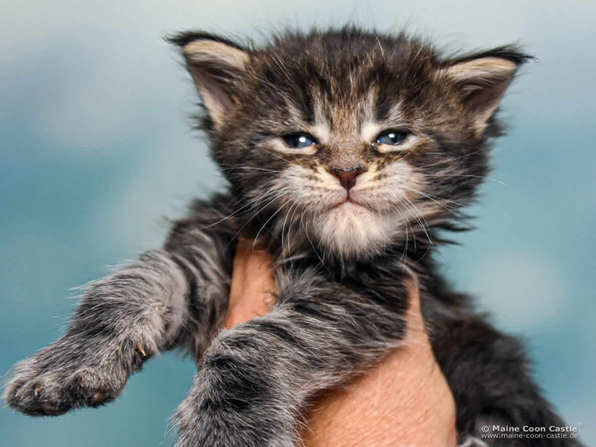 B4 Blake 4 Wochen alt, 536 g Maine Coon Katzenbaby B4 Blake 4 Wochen alt