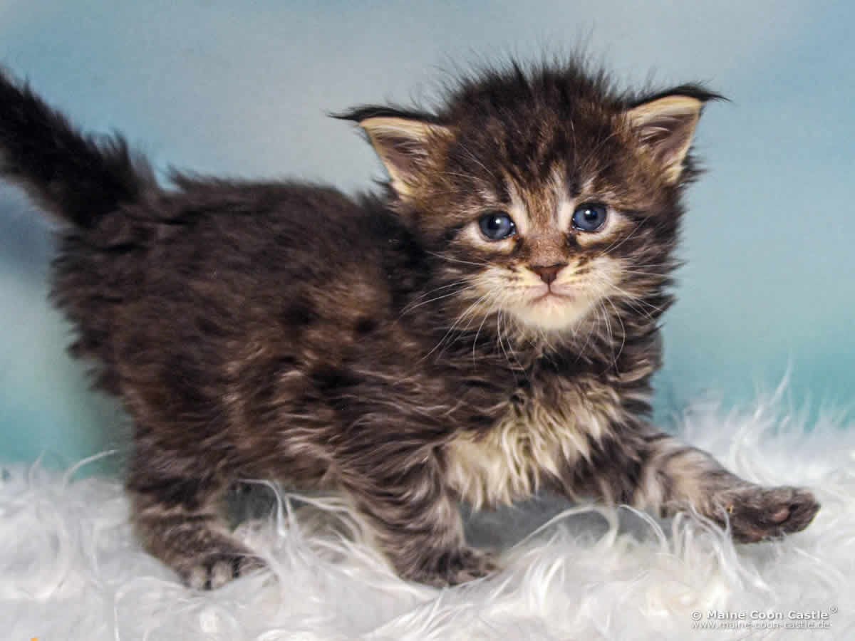 B4 Blake 4 Wochen alt, 536 g Maine Coon Katzenbaby B4 Blake 4 Wochen alt