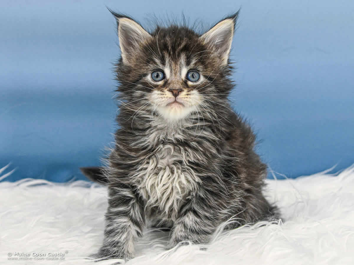 B4 Blake 5 Wochen alt, 670 g Maine Coon Katzenbaby B4 Blake 5 Wochen alt