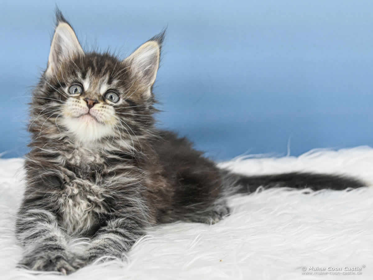B4 Blake 7 Wochen alt, 995 g Maine Coon Katzenbaby B4 Blake 7 Wochen alt