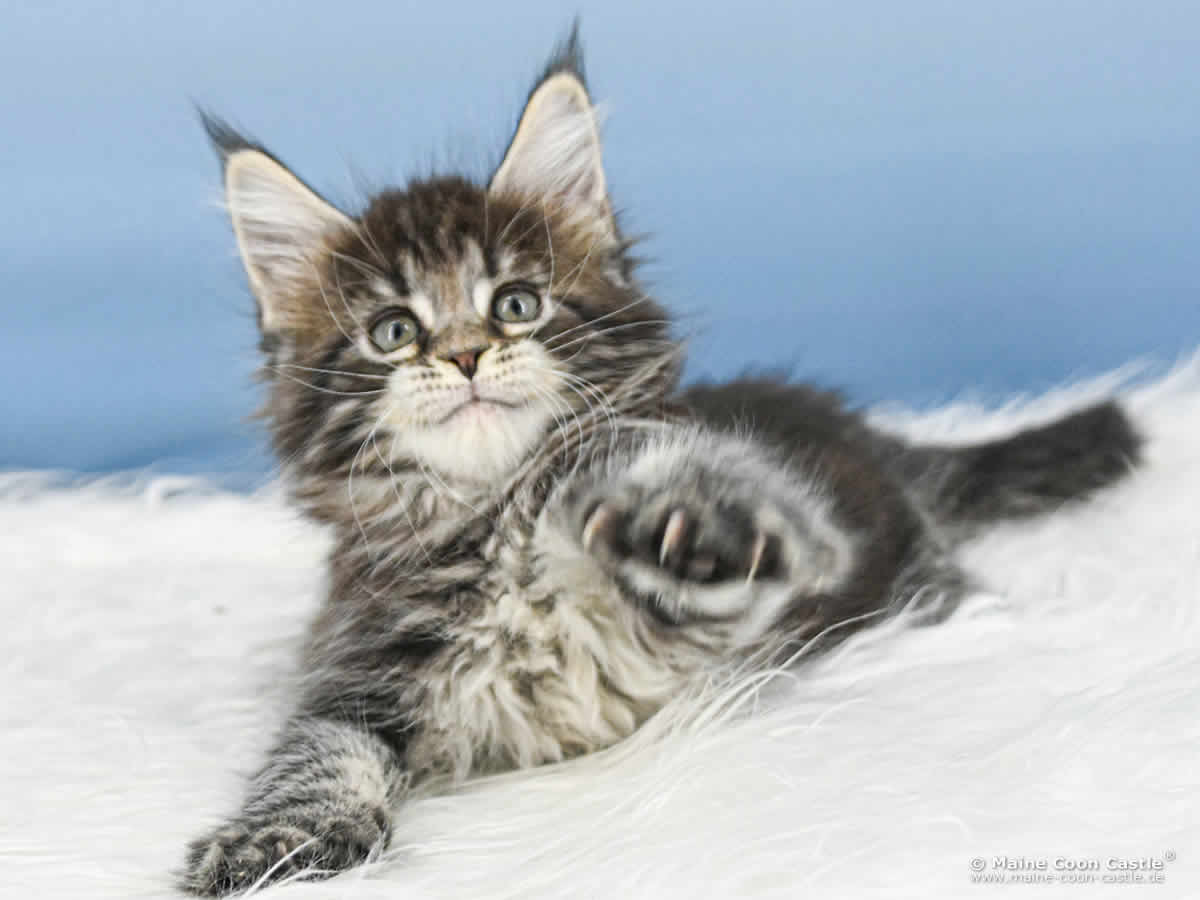 B4 Blake 8 Wochen alt, 1275 g Maine Coon Katzenbaby B4 Blake 8 Wochen alt