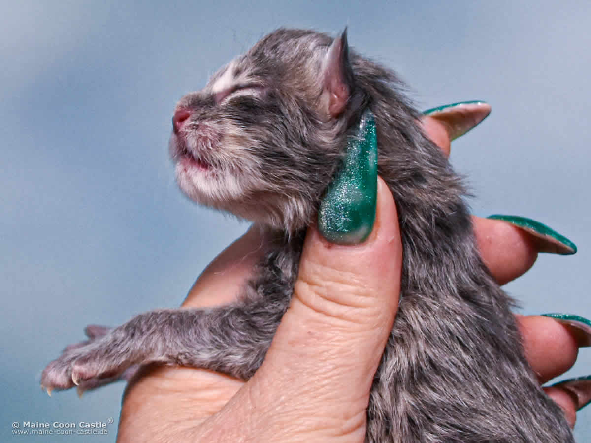 B4 Bluebell 1 Tag alt Maine Coon Katzenbaby B4 Bluebell 1 Tag alt