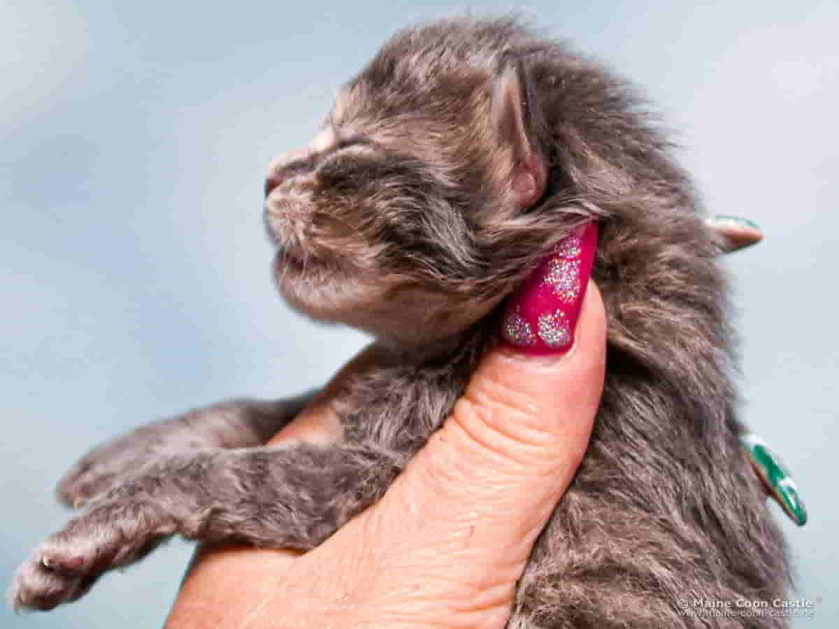 B4 Bluebell 1 Woche alt, 225 g Maine Coon Katzenbaby B4 Bluebell 1 Woche alt