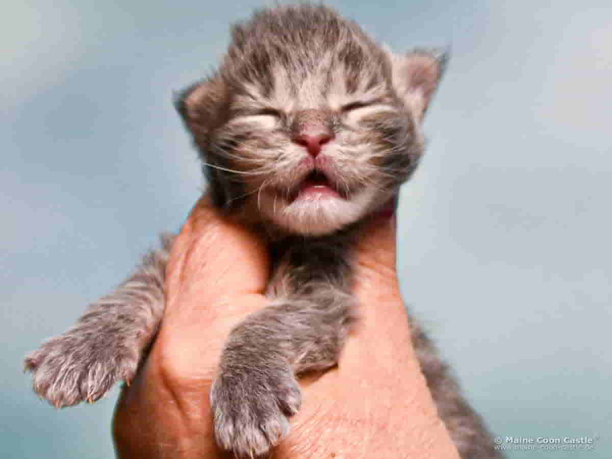 B4 Bluebell 1 Woche alt, 225 g Maine Coon Katzenbaby B4 Bluebell 1 Woche alt