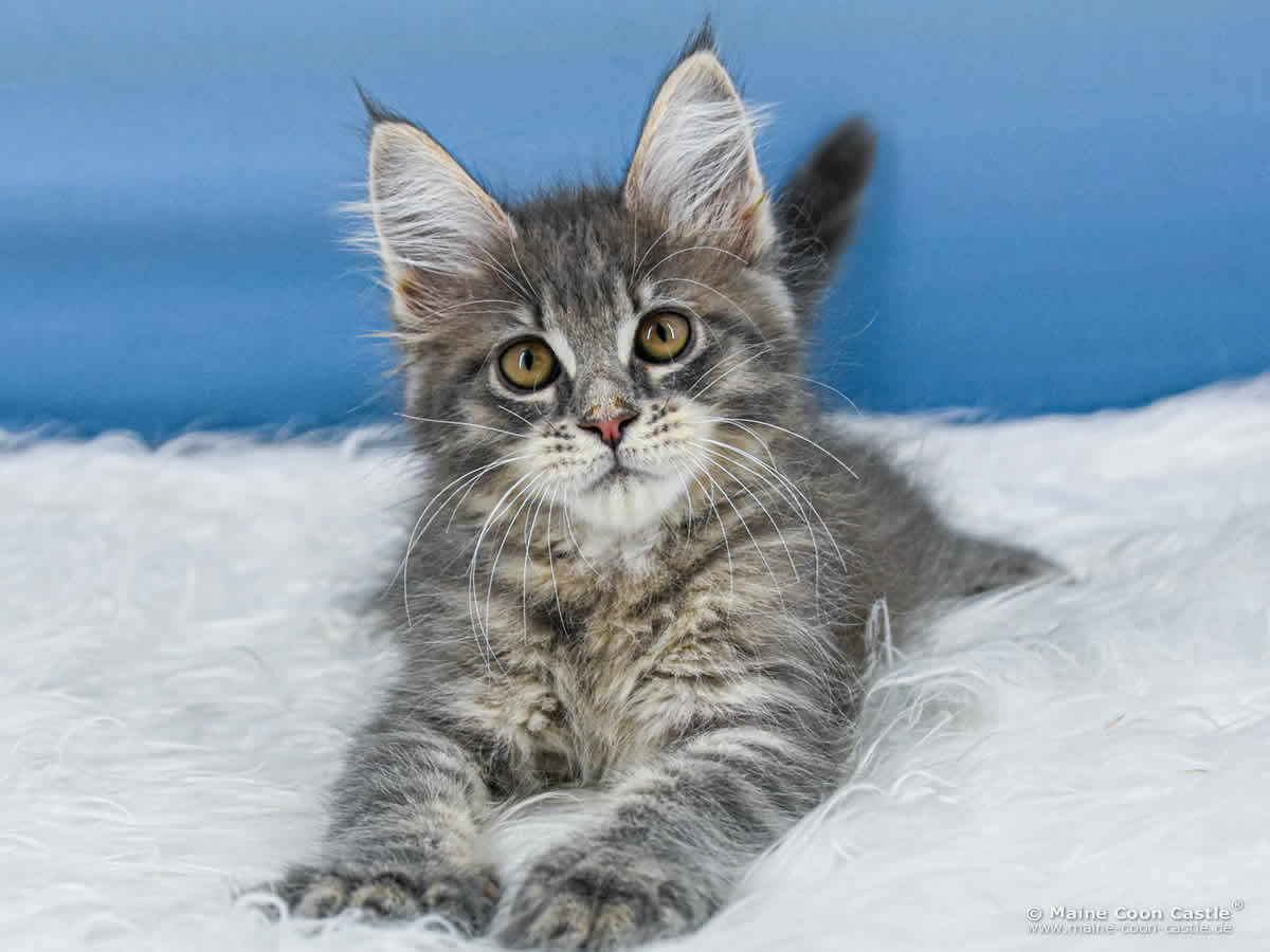 B4 Bluebell of Maine Coon Castle B4 Bluebell of Maine Coon Castle