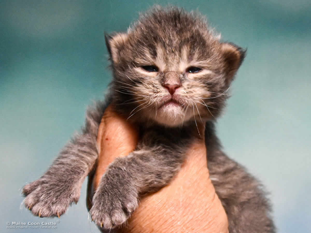 B4 Bluebell 2 Wochen alt, 336 g Maine Coon Katzenbaby B4 Bluebell 2 Wochen alt
