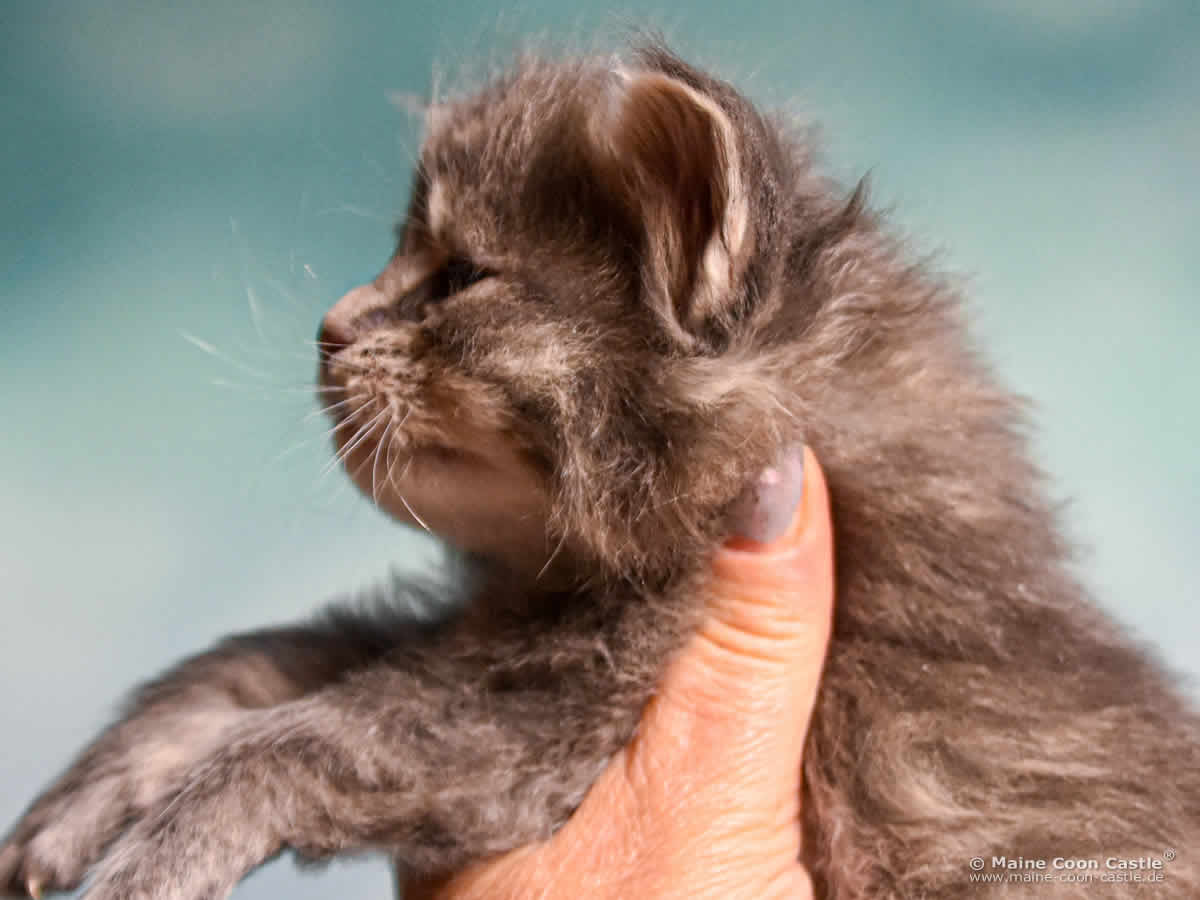 B4 Bluebell 3 Wochen alt, 447 g Maine Coon Katzenbaby B4 Bluebell 3 Wochen alt
