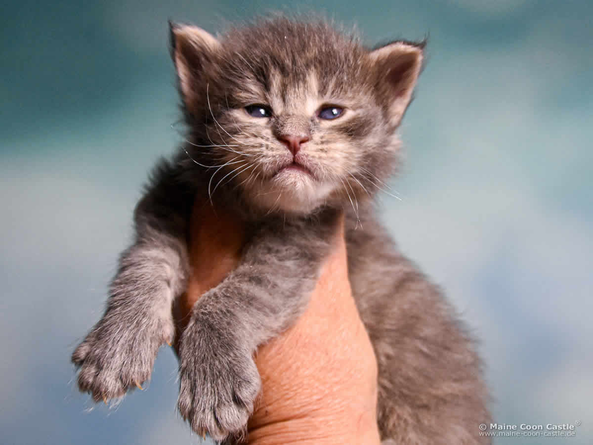 B4 Bluebell 3 Wochen alt, 447 g Maine Coon Katzenbaby B4 Bluebell 3 Wochen alt