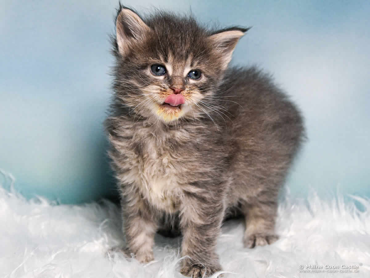 B4 Bluebell 4 Wochen alt, 555 g Maine Coon Katzenbaby B4 Bluebell 4 Wochen alt