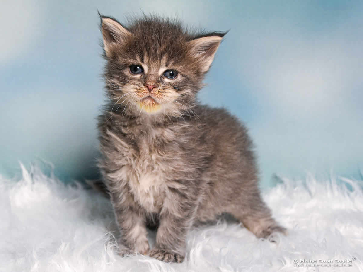 B4 Bluebell 4 Wochen alt, 555 g Maine Coon Katzenbaby B4 Bluebell 4 Wochen alt