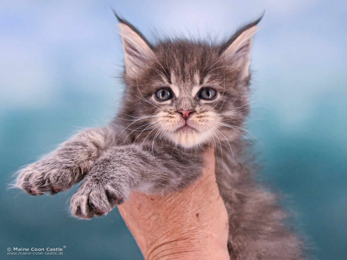 B4 Bluebell 5 Wochen alt, 705 g Maine Coon Katzenbaby B4 Bluebell 5 Wochen alt