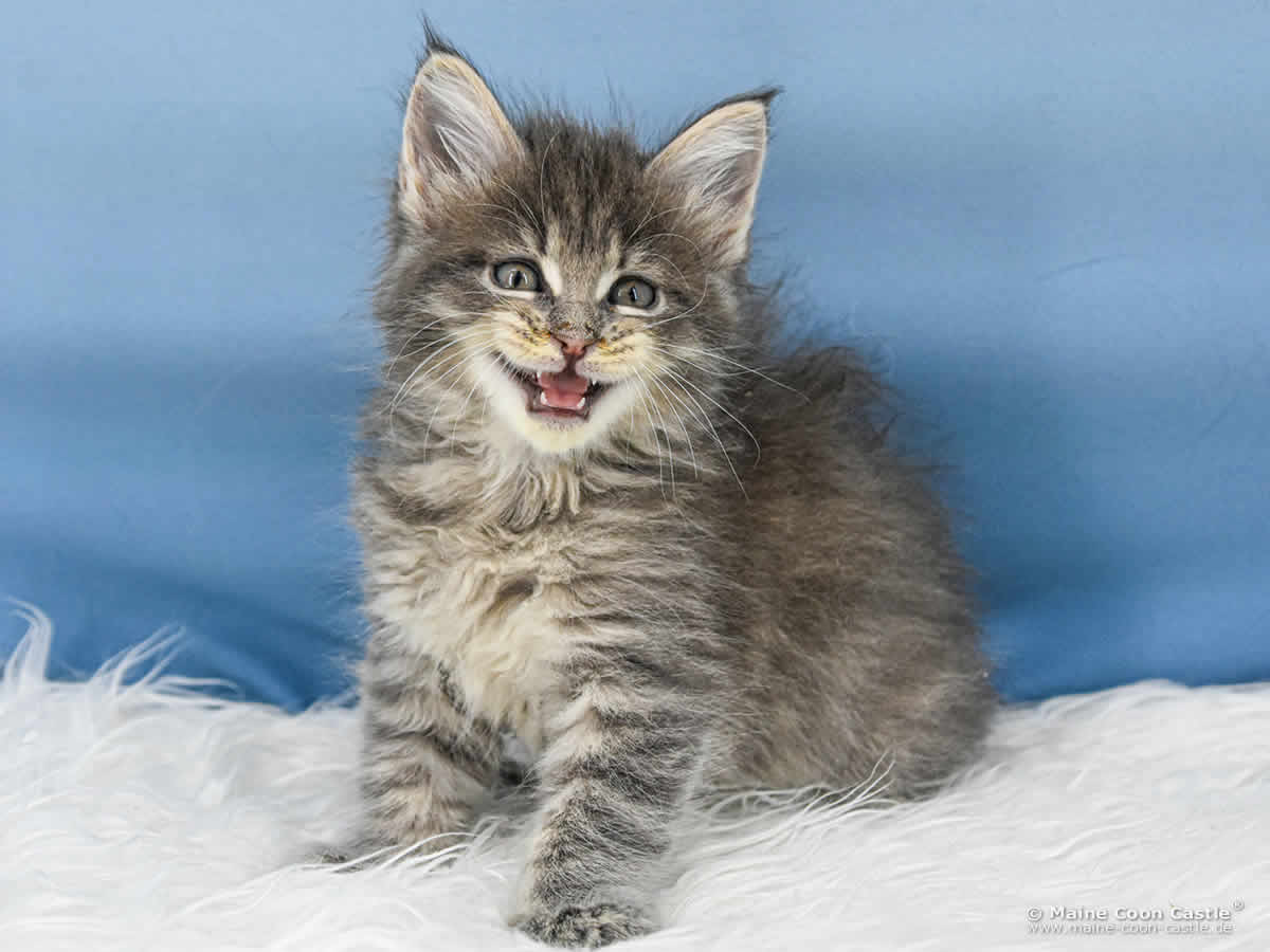 B4 Bluebell 6 Wochen alt, 865 g Maine Coon Katzenbaby B4 Bluebell 6 Wochen alt