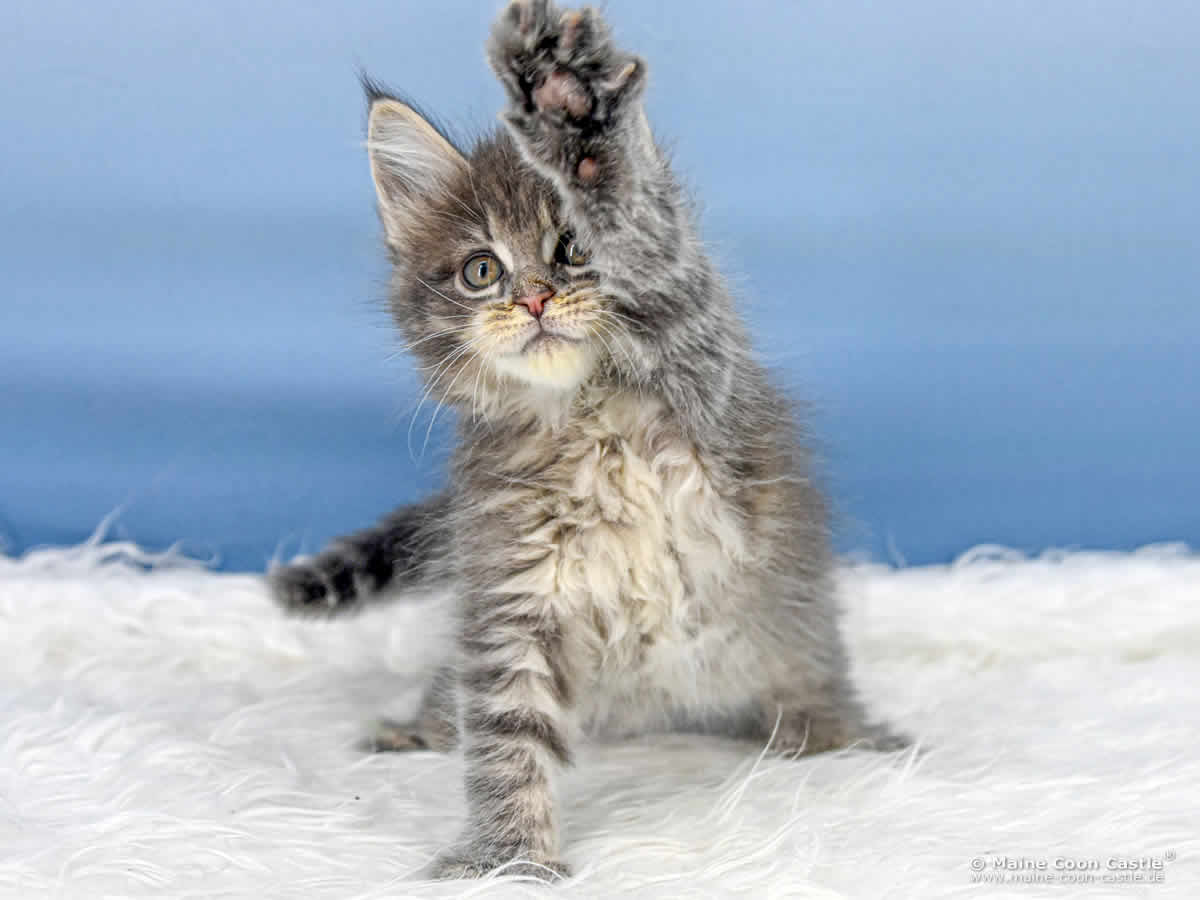 B4 Bluebell 7 Wochen alt, 995 g Maine Coon Katzenbaby B4 Bluebell 7 Wochen alt