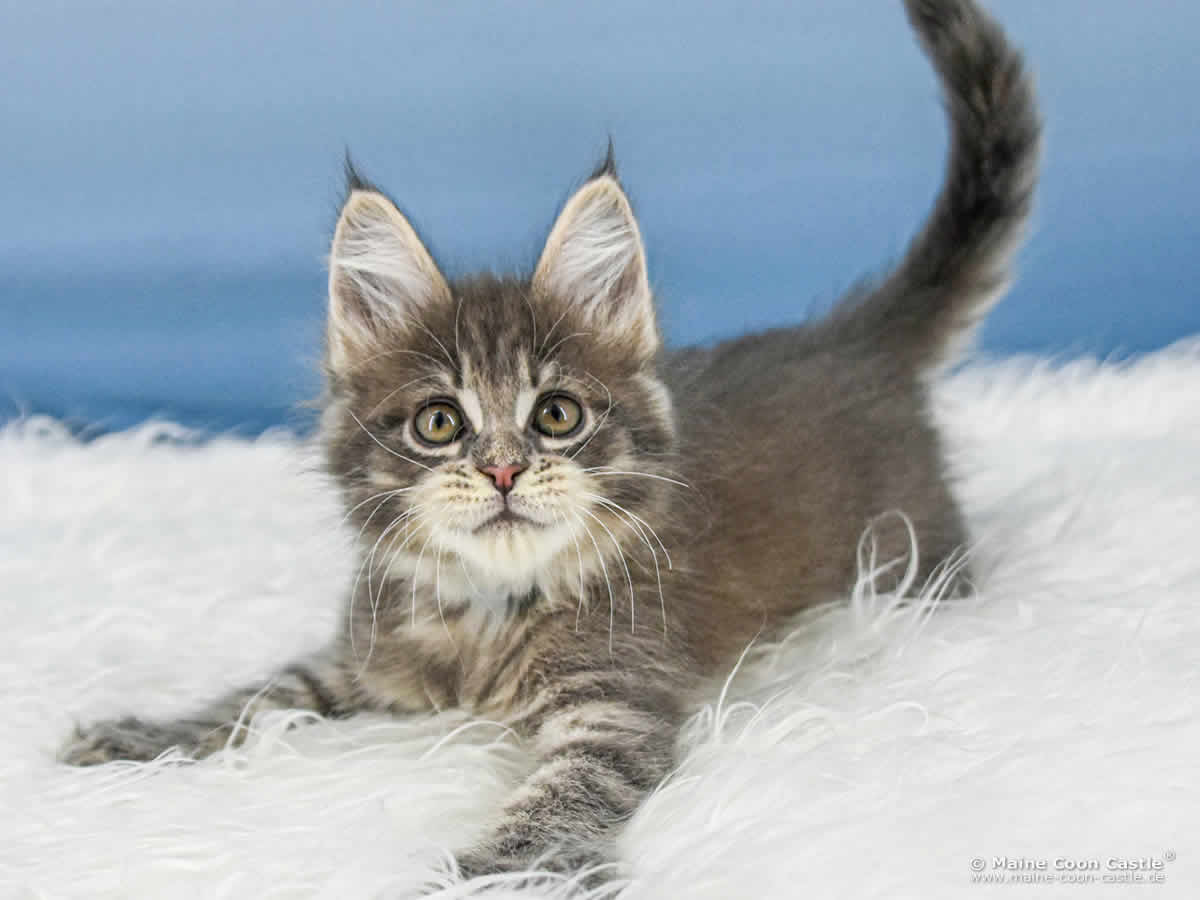 B4 Bluebell 8 Wochen alt, 1125 g Maine Coon Katzenbaby B4 Bluebell 8 Wochen alt