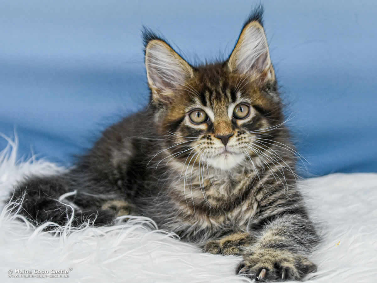 Maine Coon Katzenbaby B4 Bobbie 10 Wochen alt