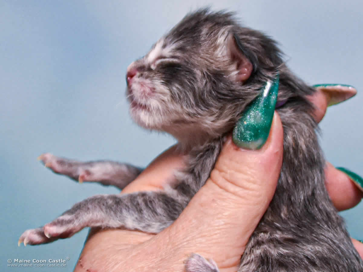 B4 Bonnie 1 Tag alt Maine Coon Katzenbaby B4 Bonnie 1 Tag alt