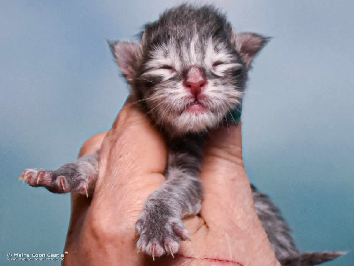 B4 Bonnie 1 Tag alt Maine Coon Katzenbaby B4 Bonnie 1 Tag alt