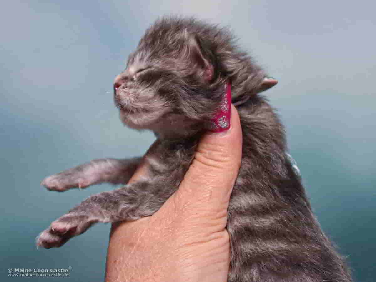 B4 Bonnie 1 Woche alt, 216 g Maine Coon Katzenbaby B4 Bonnie 1 Woche alt