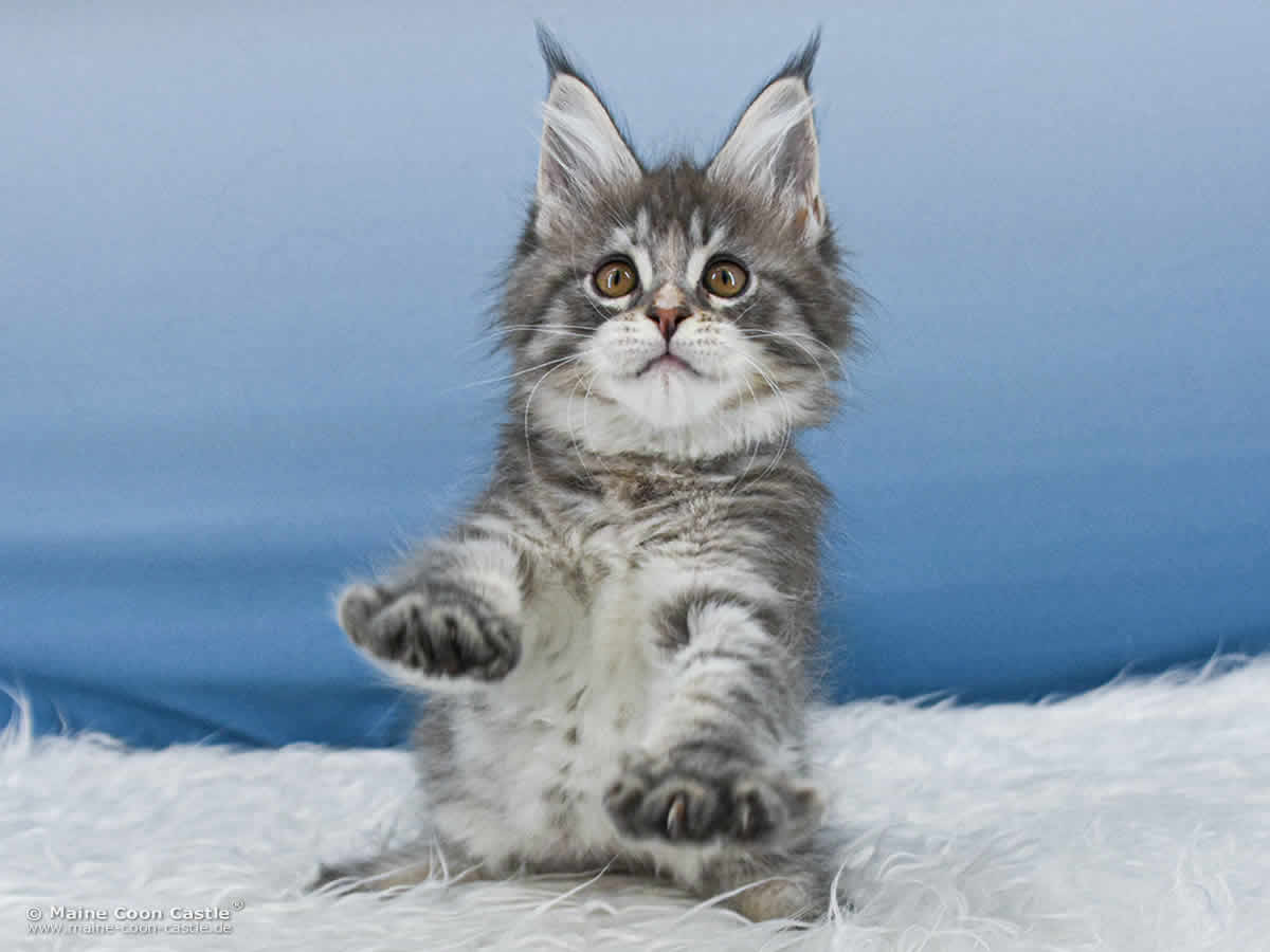 B4 Bonnie of Maine Coon Castle B4 Bonnie of Maine Coon Castle