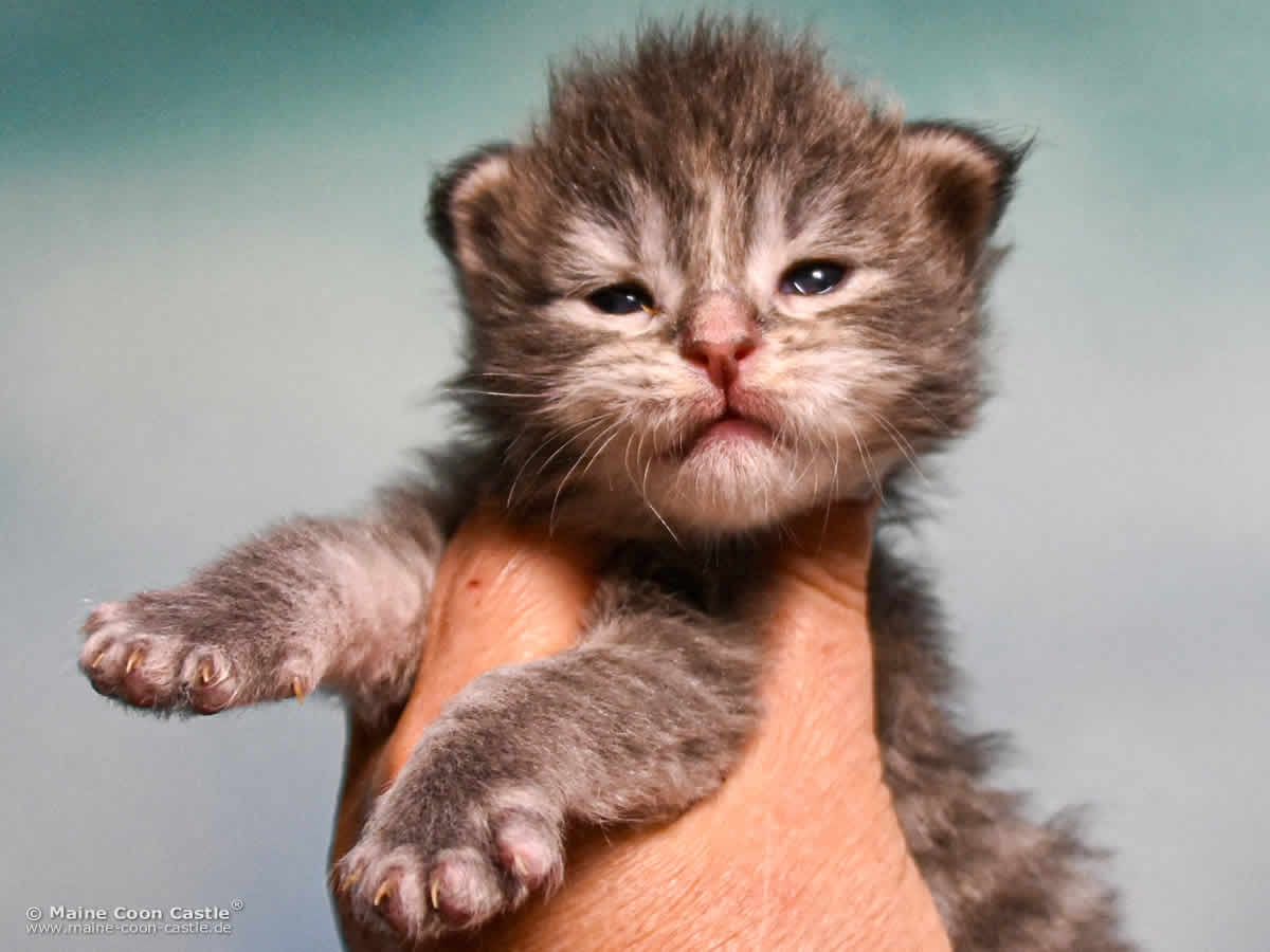 B4 Bonnie 2 Wochen alt, 332 g Maine Coon Katzenbaby B4 Bonnie 2 Wochen alt