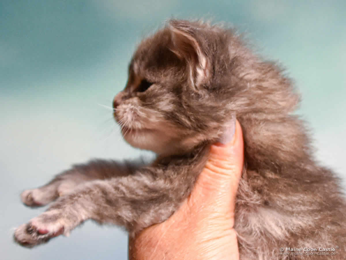 B4 Bonnie 3 Wochen alt, 441 g Maine Coon Katzenbaby B4 Bonnie 3 Wochen alt