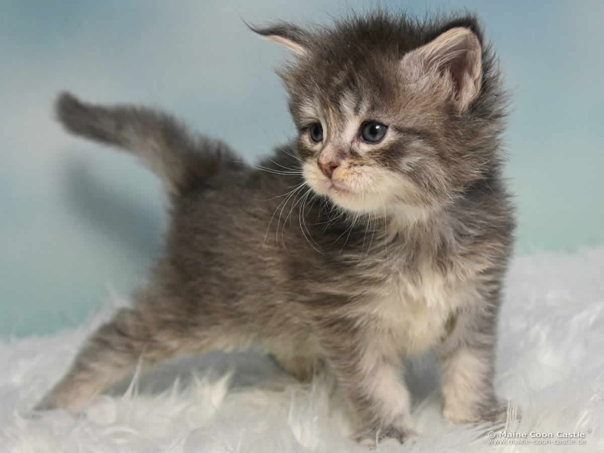 B4 Bonnie 4 Wochen alt, 571 g Maine Coon Katzenbaby B4 Bonnie 4 Wochen alt