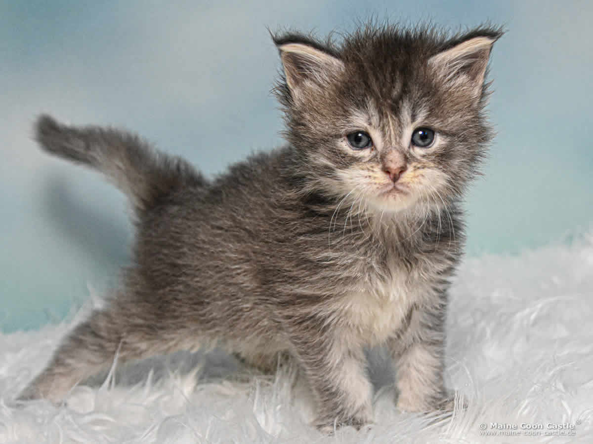 B4 Bonnie 4 Wochen alt, 571 g Maine Coon Katzenbaby B4 Bonnie 4 Wochen alt