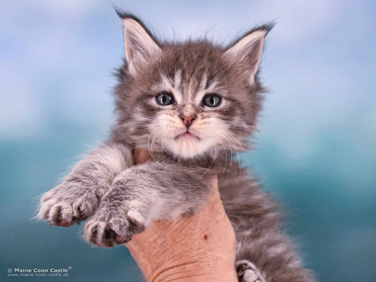 B4 Bonnie 5 Wochen alt, 640 g Maine Coon Katzenbaby B4 Bonnie 5 Wochen alt