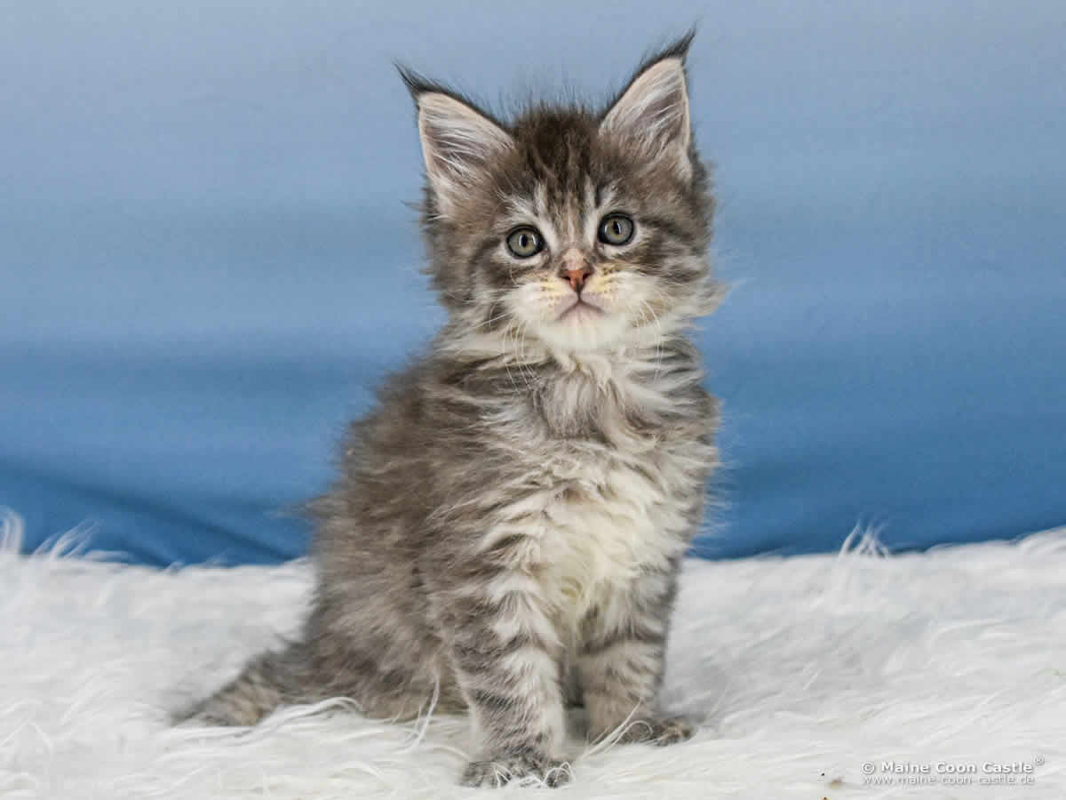B4 Bonnie 6 Wochen alt, 835 g Maine Coon Katzenbaby B4 Bonnie 6 Wochen alt