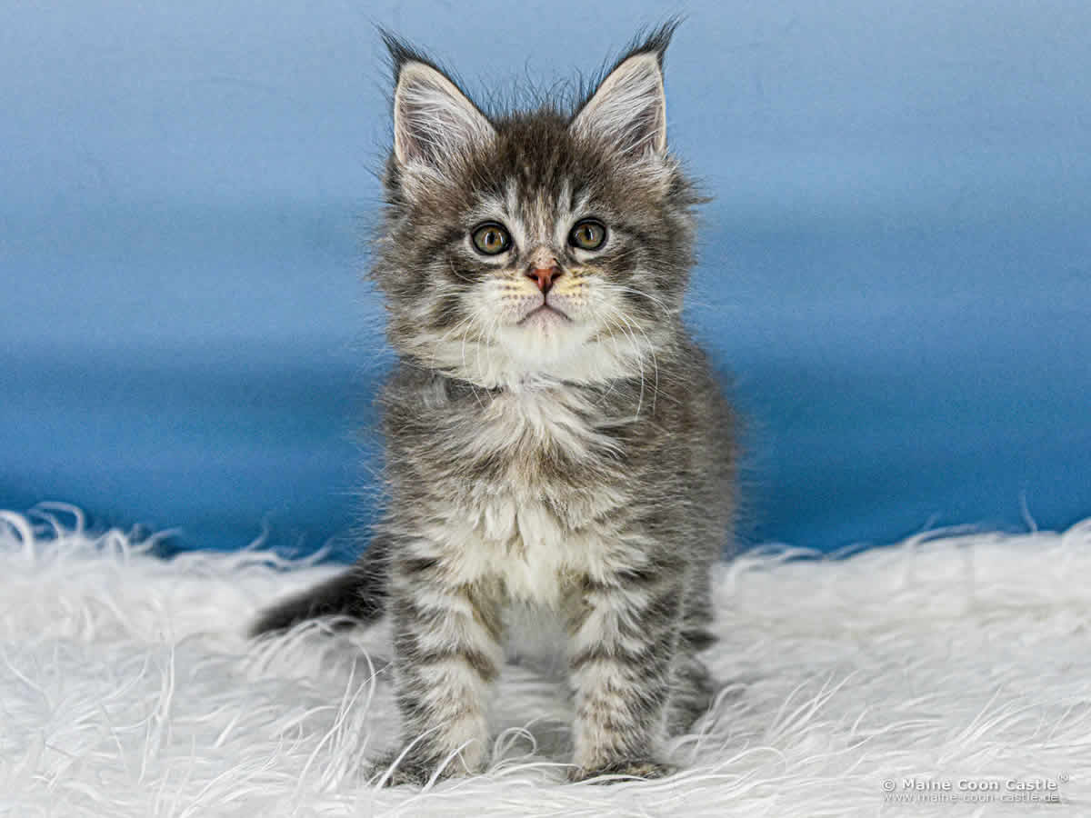 B4 Bonnie 7 Wochen alt, 955 g Maine Coon Katzenbaby B4 Bonnie 7 Wochen alt