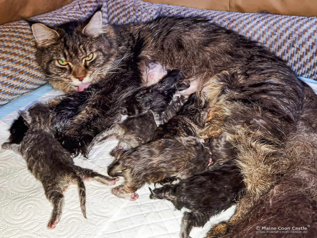 Maine Coon Katze Lisa und ihre Katzenbabys Maine Coon Katze Lisa und ihre Katzenbabys