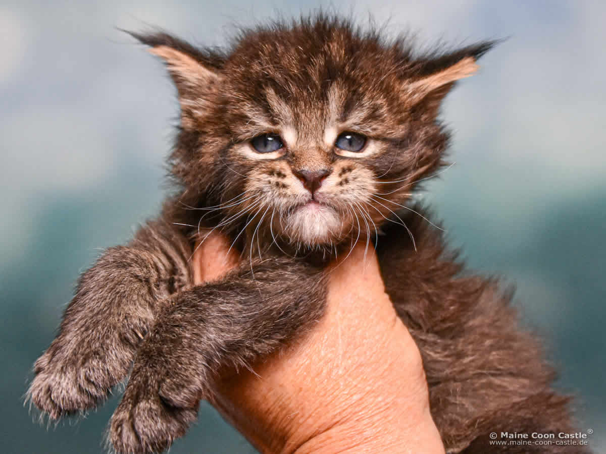 C4 Benny 4 Wochen alt, 604 g Maine Coon Kitten C4 Benny 4 Wochen alt