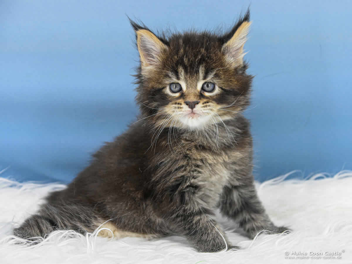 Maine Coon Kitten C4 Benny 5 Wochen alt Maine Coon Kitten C4 Benny 5 Wochen alt