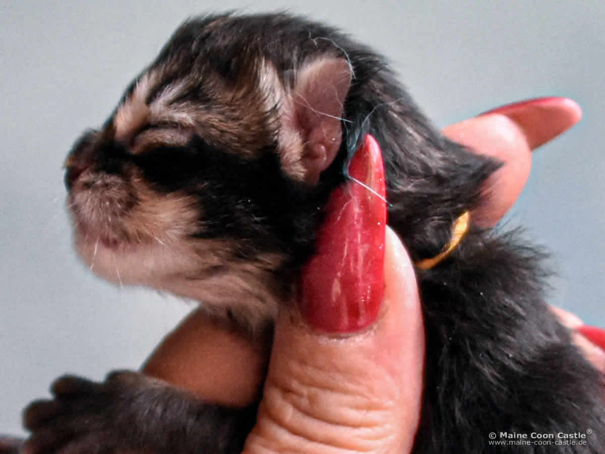 C4 Benny 1 Tag alt Maine Coon Kitten C4 Benny 1 Tag alt