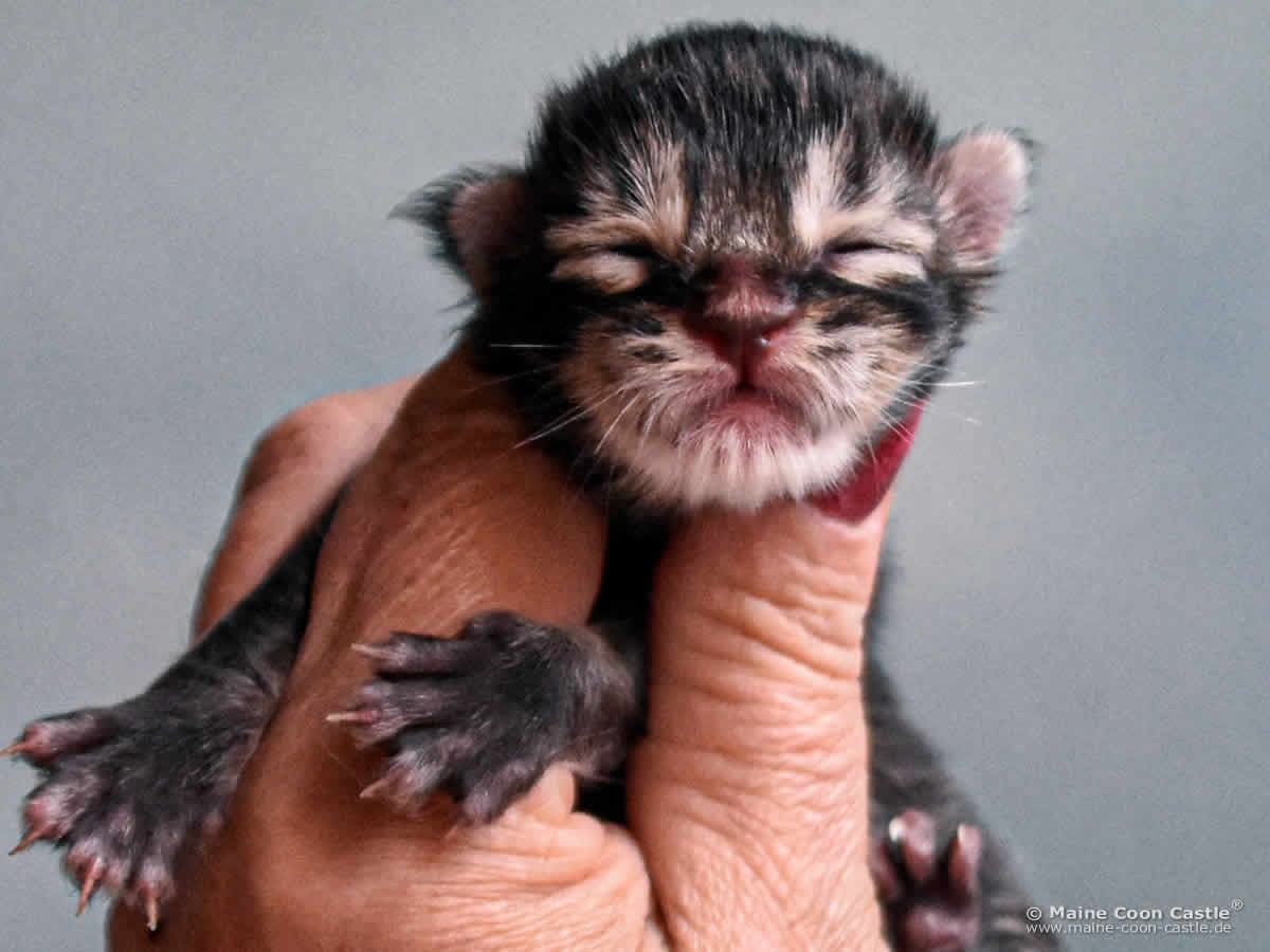 C4 Benny 1 Tag alt Maine Coon Kitten C4 Benny 1 Tag alt