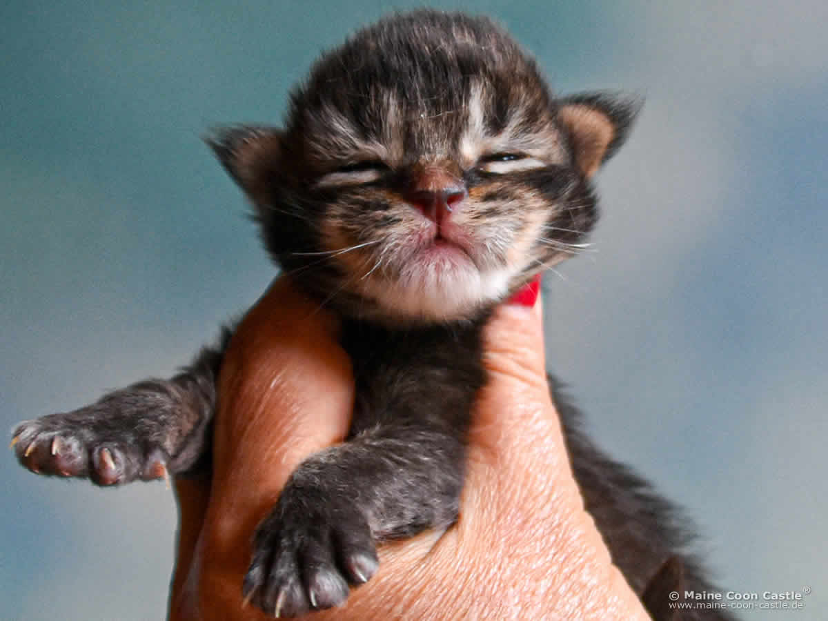 C4 Benny 1 Woche alt, 240 g Maine Coon Kitten C4 Benny 1 Woche alt