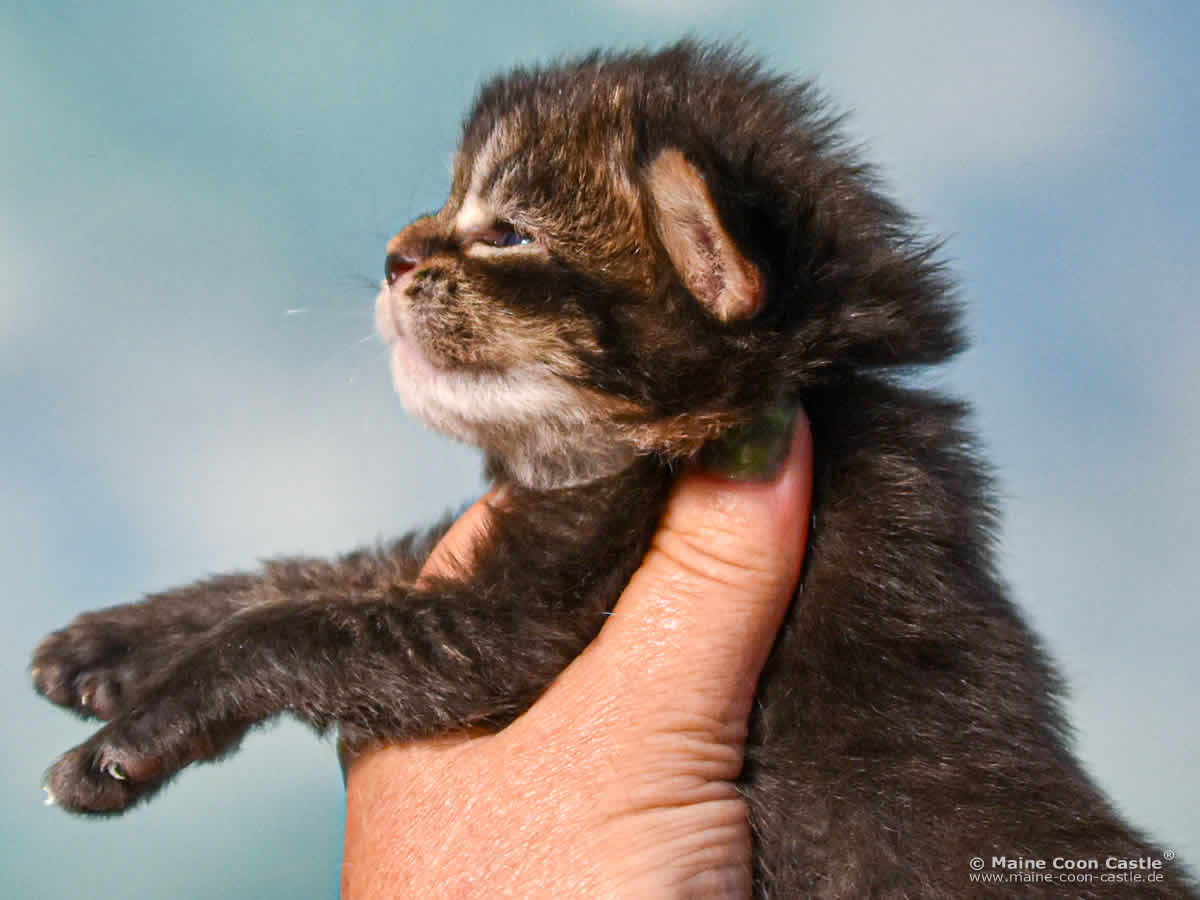 C4 Benny 2 Wochen alt, 354 g Maine Coon Kitten C4 Benny 2 Wochen alt
