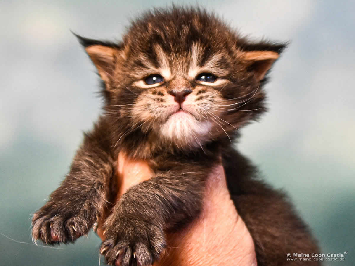 C4 Benny 3 Wochen alt, 479 g Maine Coon Kitten C4 Benny 3 Wochen alt