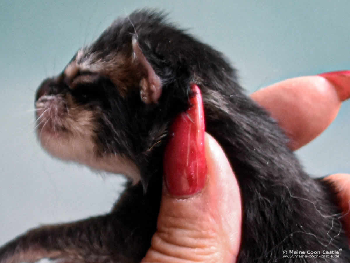 C4 Candy 1 Tag alt Maine Coon Kitten C4 Candy 1 Tag alt