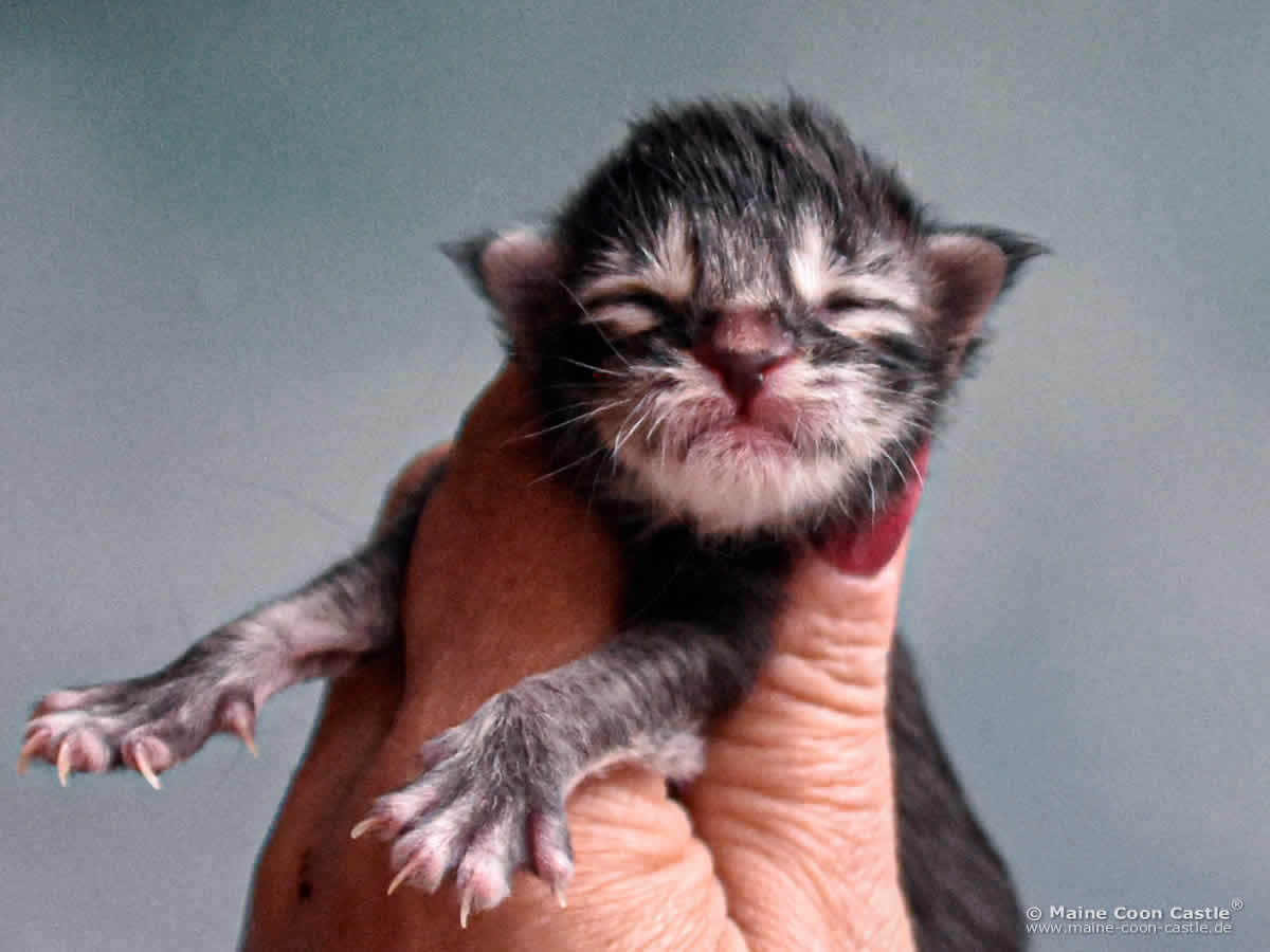 C4 Candy 1 Tag alt Maine Coon Kitten C4 Candy 1 Tag alt