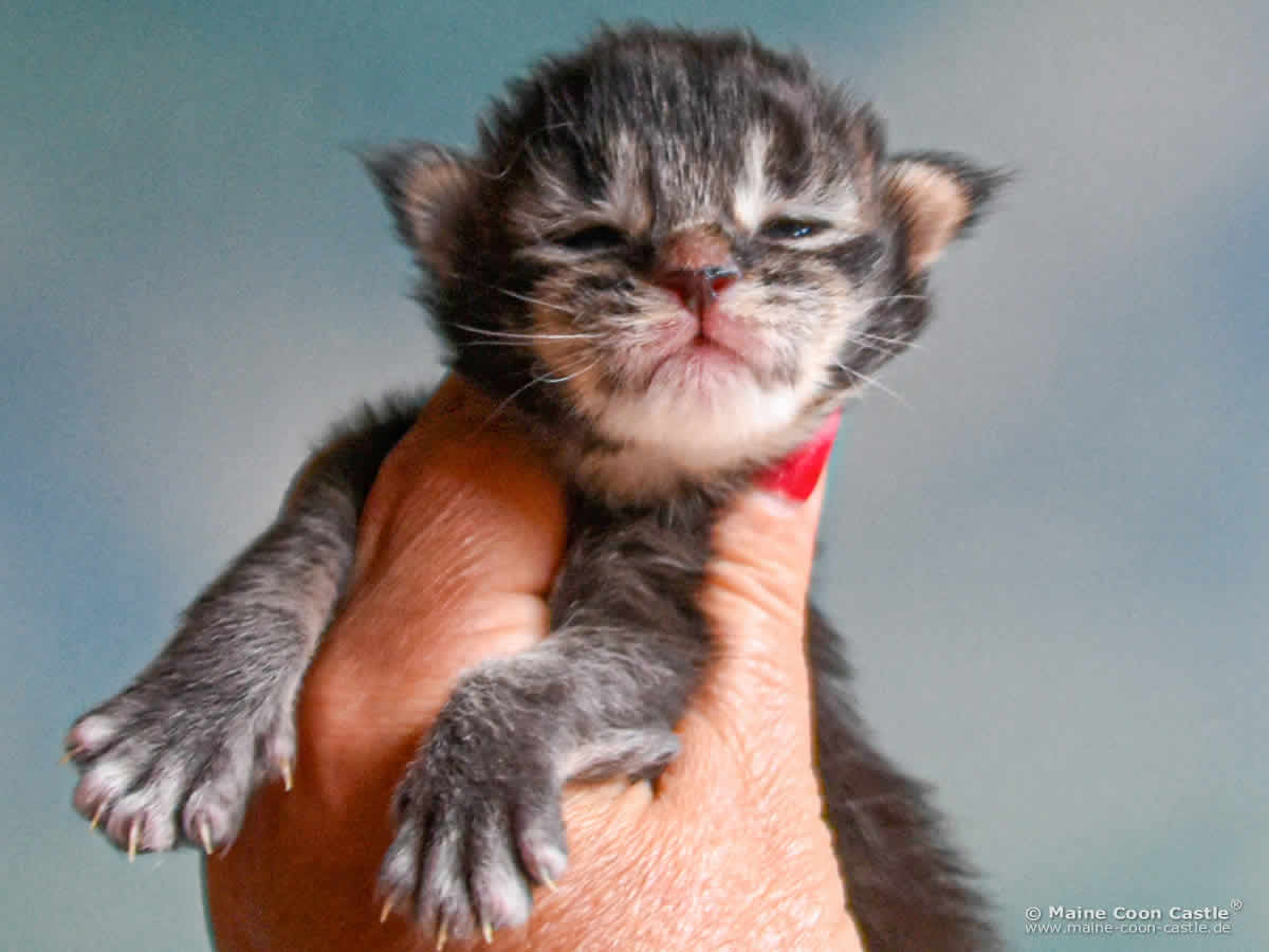 C4 Candy 1 Woche alt, 215 g Maine Coon Kitten C4 Candy 1 Woche alt
