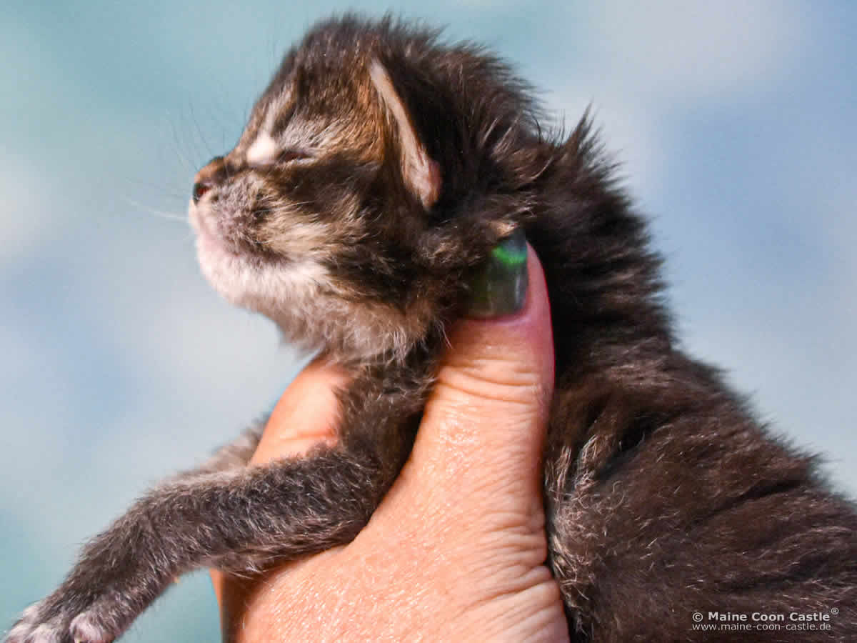 C4 Candy 2 Wochen alt, 223 g Maine Coon Kitten C4 Candy 2 Wochen alt