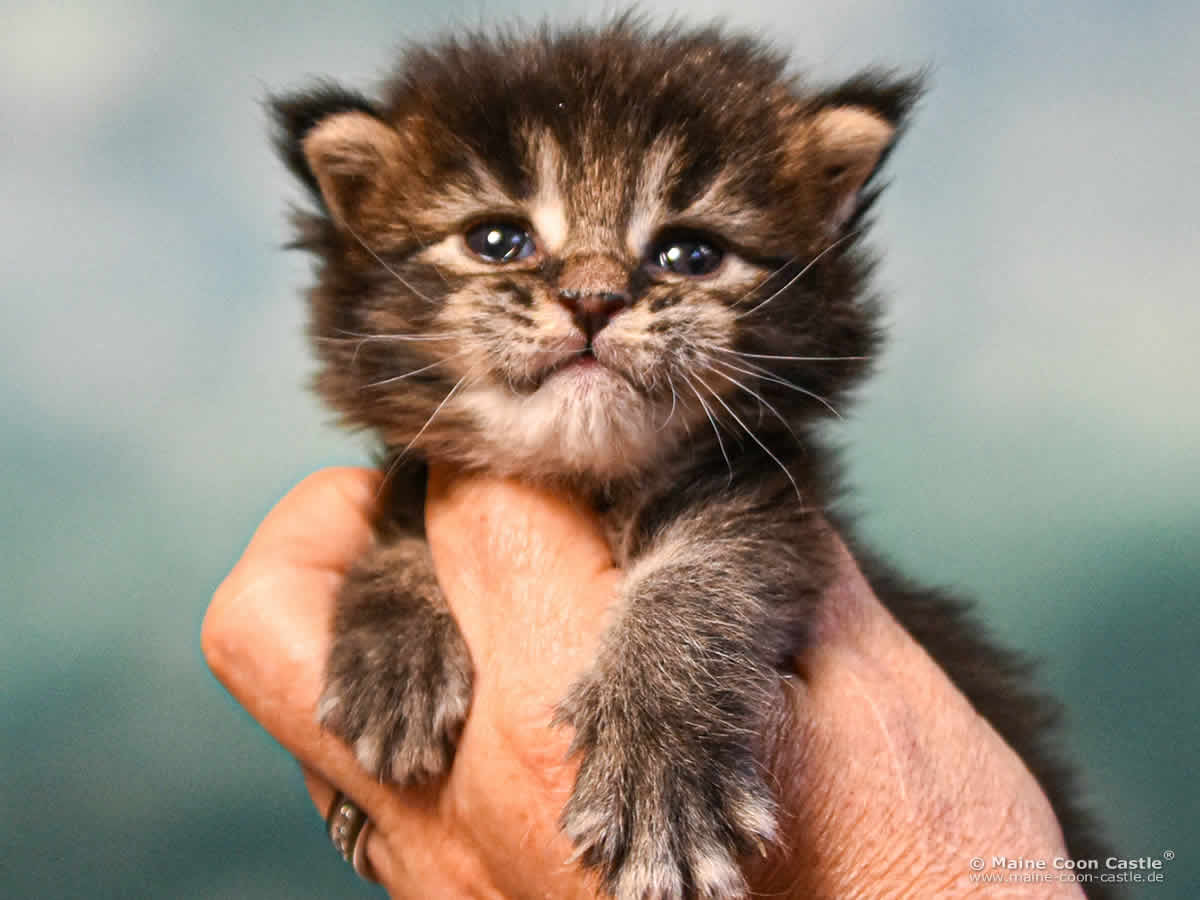C4 Candy 3 Wochen alt, 234 g Maine Coon Kitten C4 Candy 3 Wochen alt