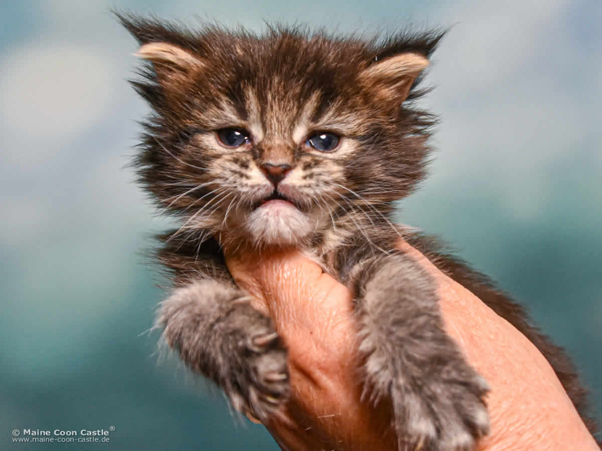 Maine Coon Kitten C4 Candy 4 Wochen alt Maine Coon Kitten C4 Candy 4 Wochen alt