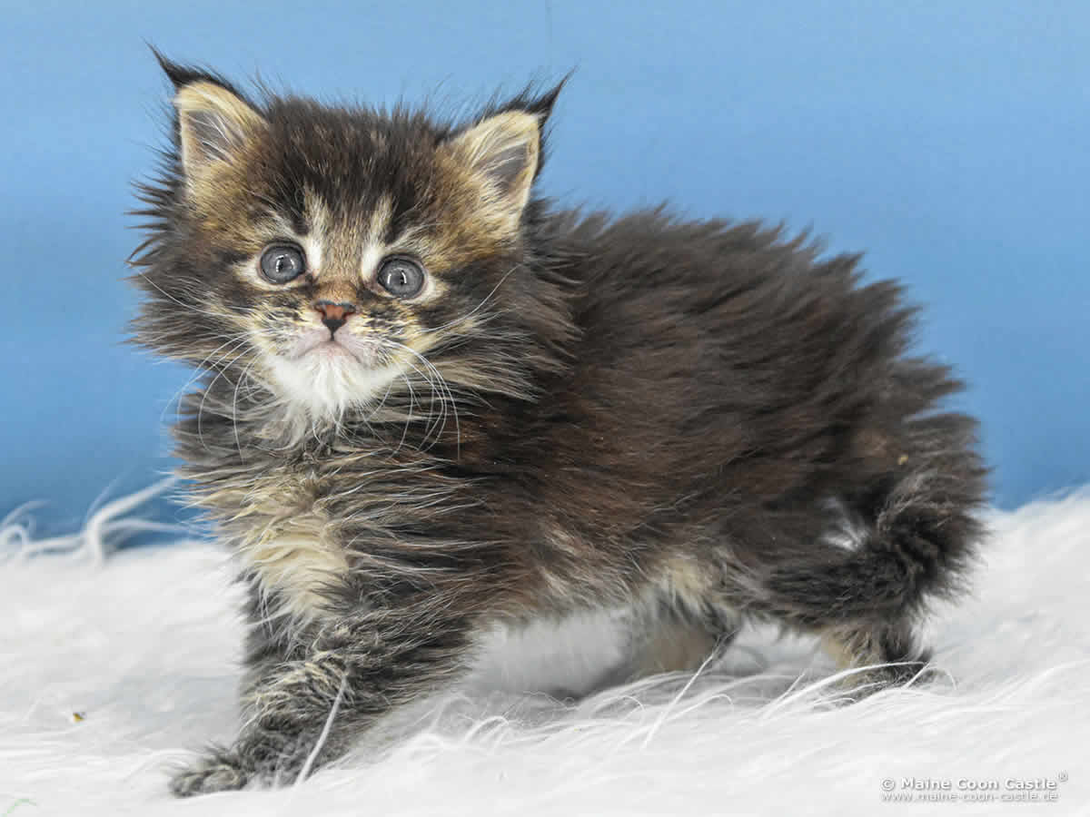 C4 Candy 5 Wochen alt, 313 g Maine Coon Kitten C4 Candy 5 Wochen alt