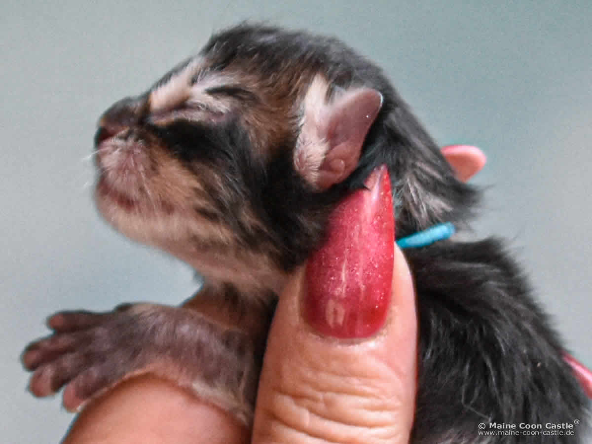 C4 Carlo 1 Tag alt Maine Coon Kitten C4 Carlo 1 Tag alt