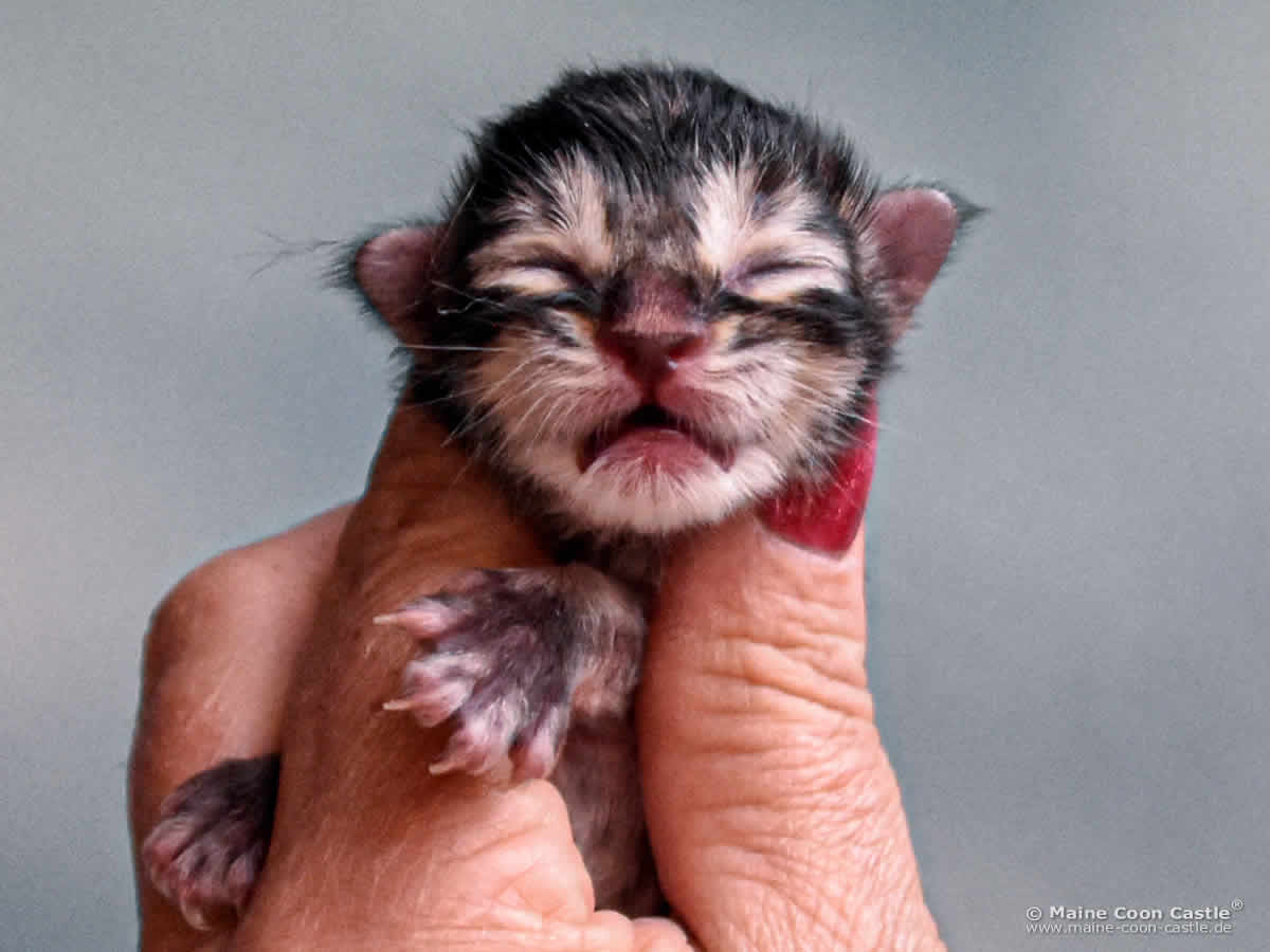 Maine Coon Kitten C4 Carlo 1 Tag alt Maine Coon Kitten C4 Carlo 1 Tag alt